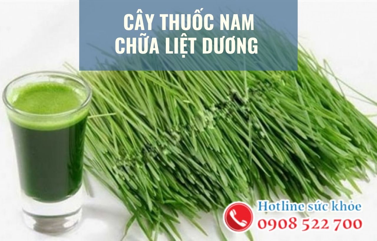 Cây thuốc nam chữa liệt dương có hiệu quả?