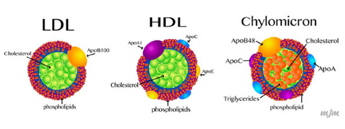 hdl-ldl-cholesterol là gì