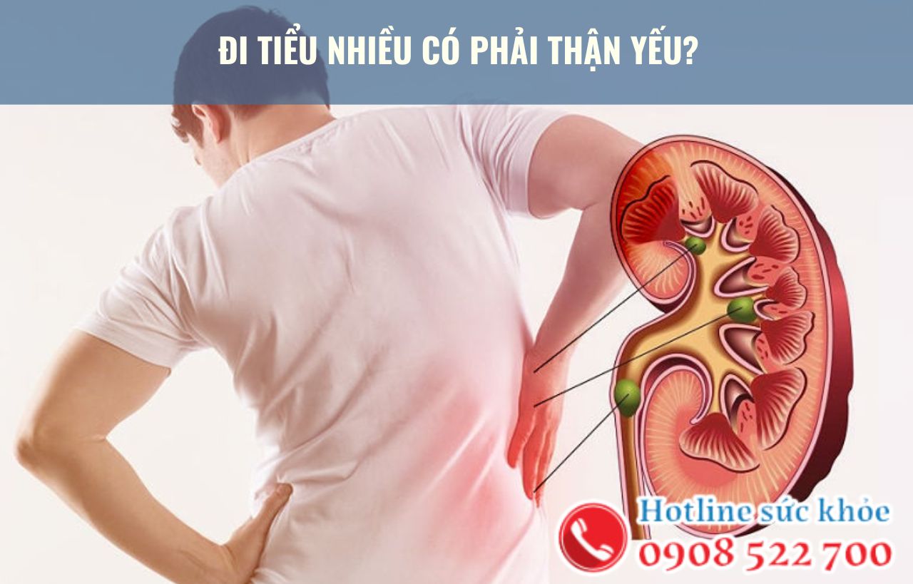  Đi tiểu nhiều có phải thận yếu hay không?