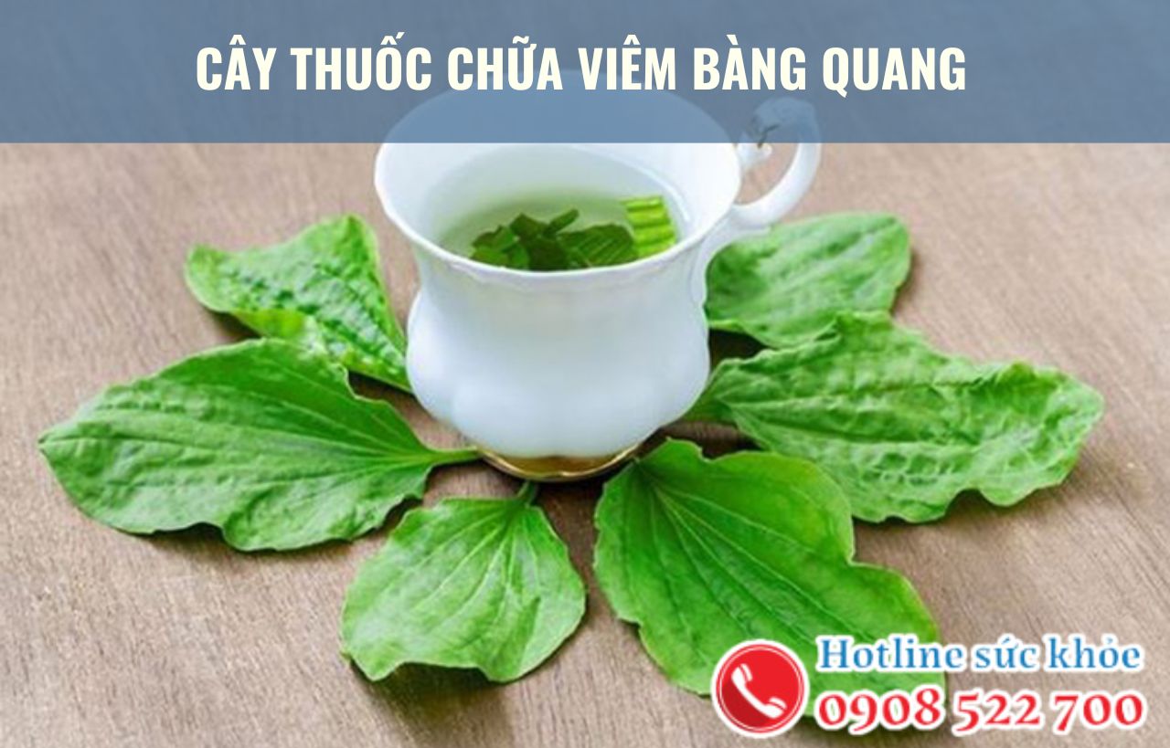 Cây thuốc chữa viêm bàng quang hiệu quả như thế nào?