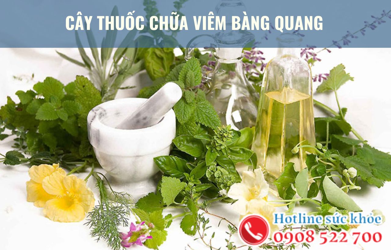 Cây thuốc chữa viêm bàng quang hiệu quả như thế nào?