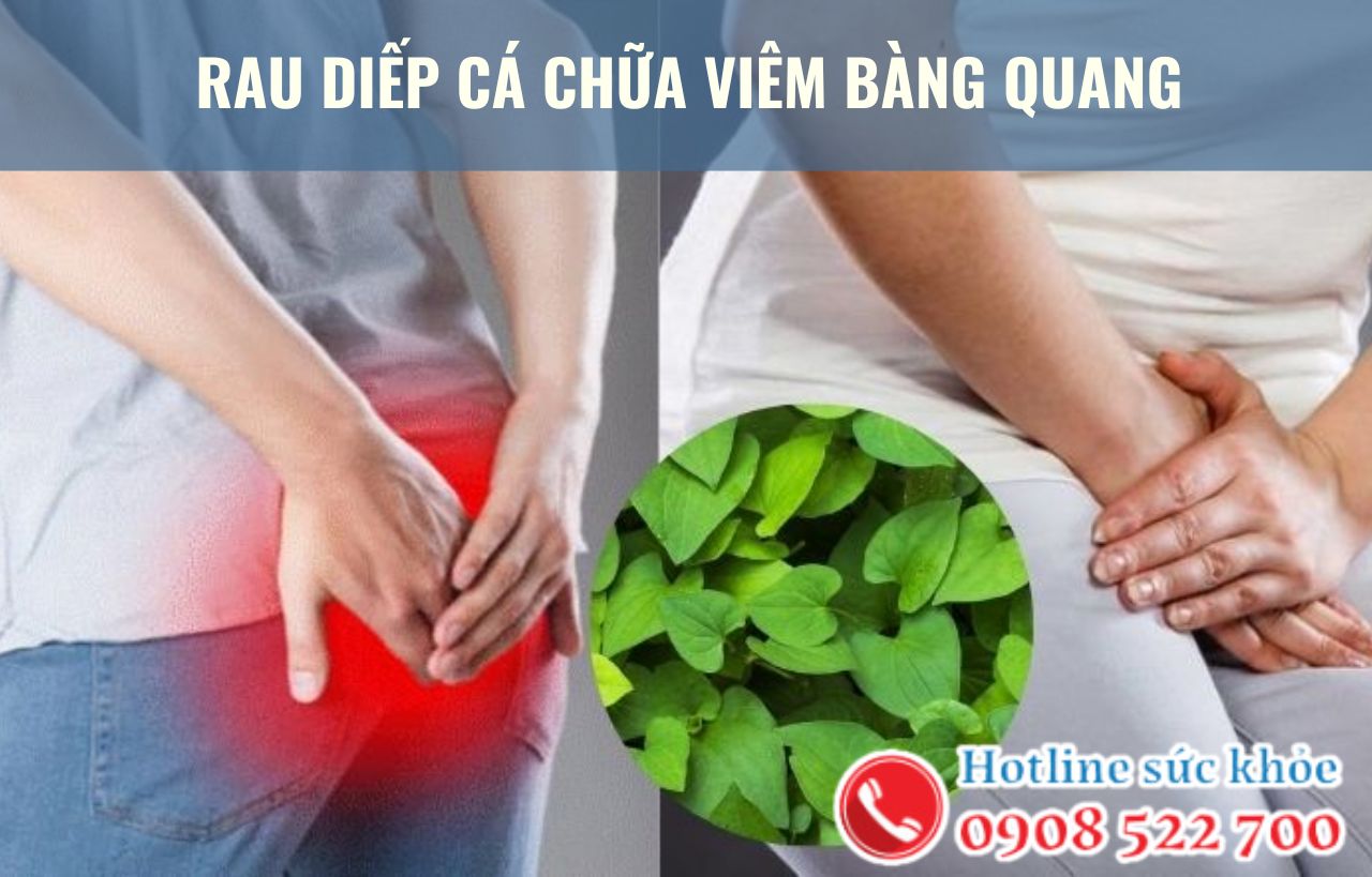 Rau diếp cá chữa viêm bàng quang có hiệu quả?