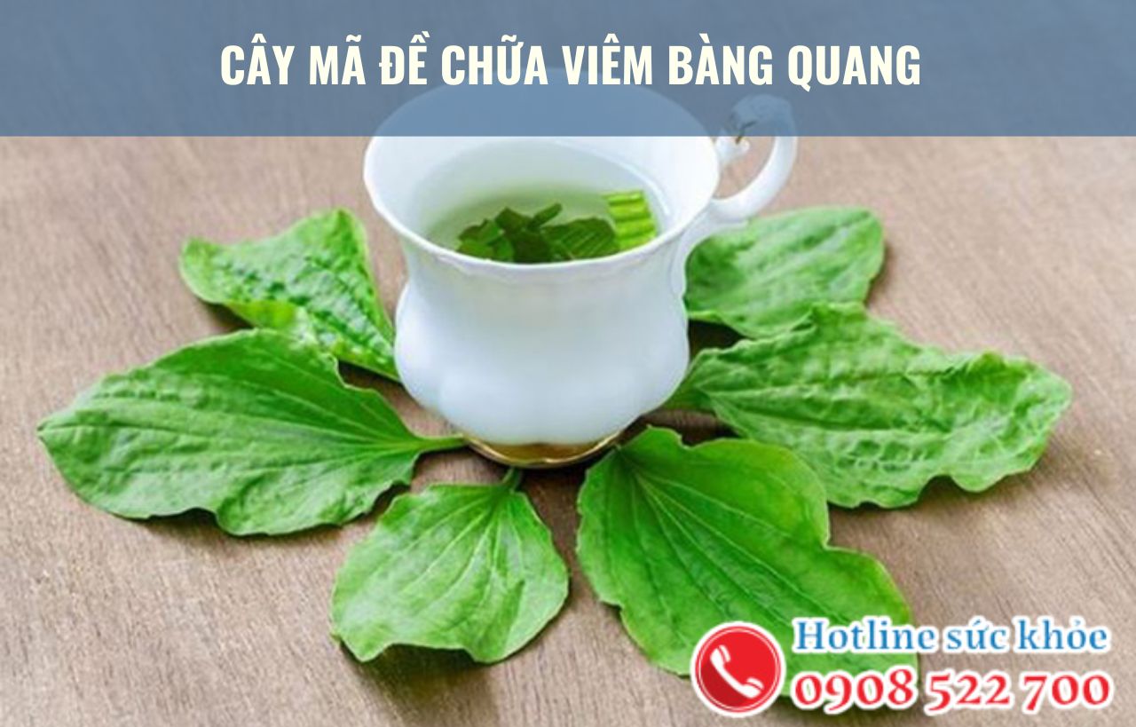 Cây mã đề chữa viêm bàng quang có hiệu quả?