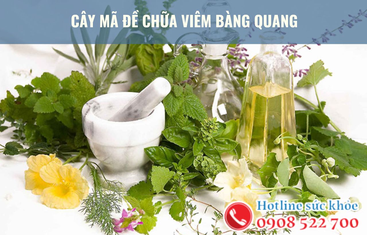 Cây mã đề chữa viêm bàng quang có hiệu quả?