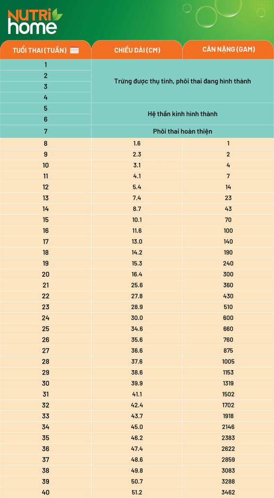 Hình ảnh minh họa thai 24 tuần là mấy tháng