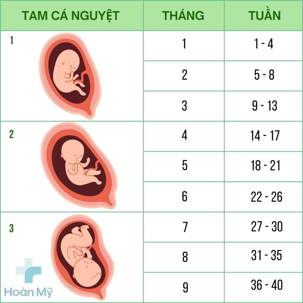 Thông tin chi tiết về thai 24 tuần là mấy tháng
