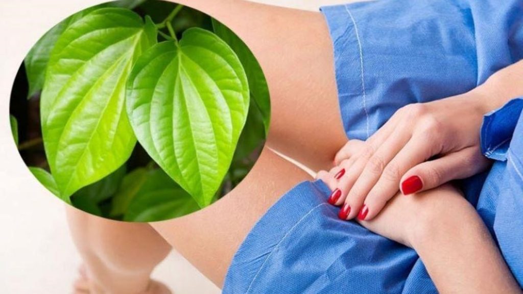 Hình ảnh minh họa lá trầu không chữa bệnh phụ khoa