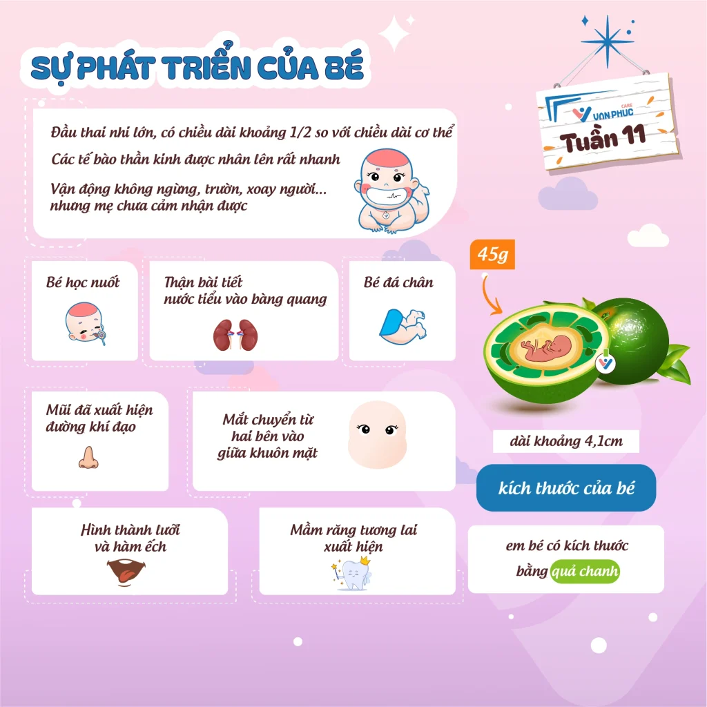Hình ảnh minh họa thai nhi 11 tuần tuổi