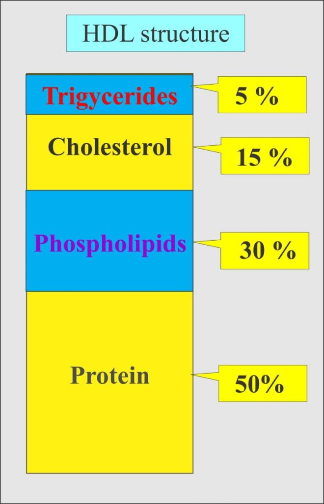 Thông tin chi tiết về hdl cholesterol là gì