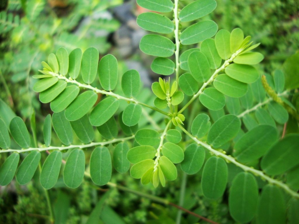 Hình ảnh minh họa cây chó đẻ có phá thai được không