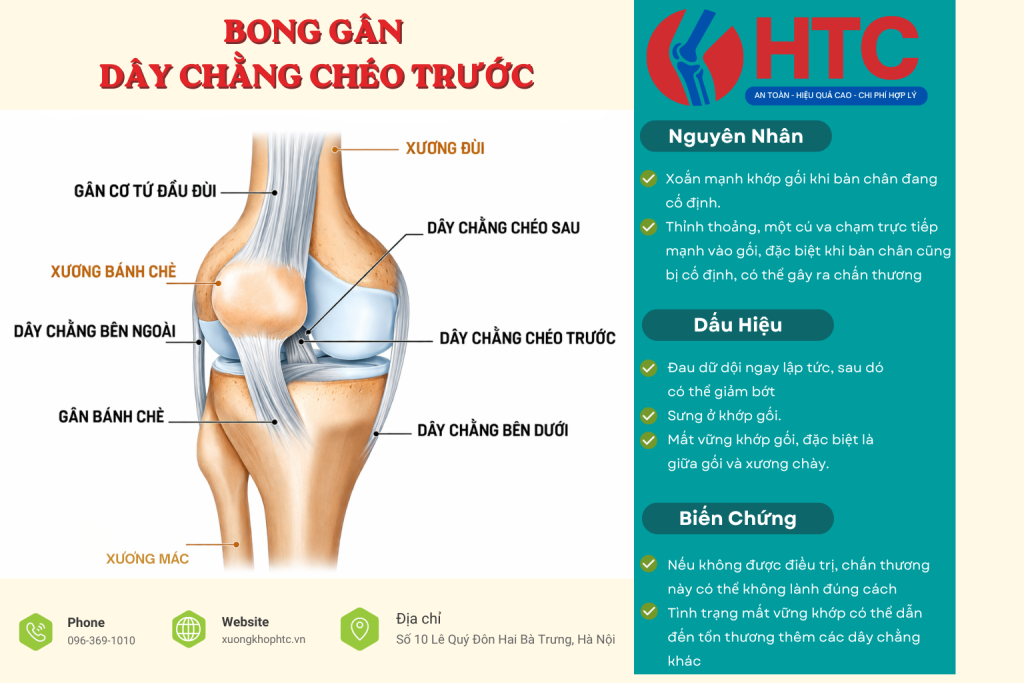 Thông tin chi tiết về dây chằng bao quy đầu