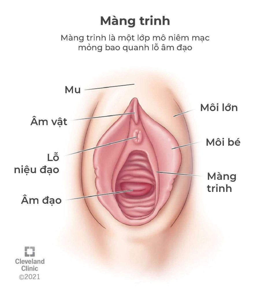 các loại màng trinh