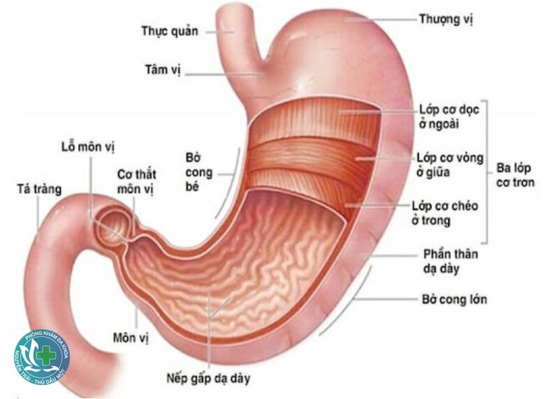 Đau dạ dày - Những nguyên nhân thường được nghĩ đến