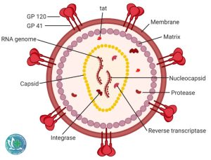 hiv 1