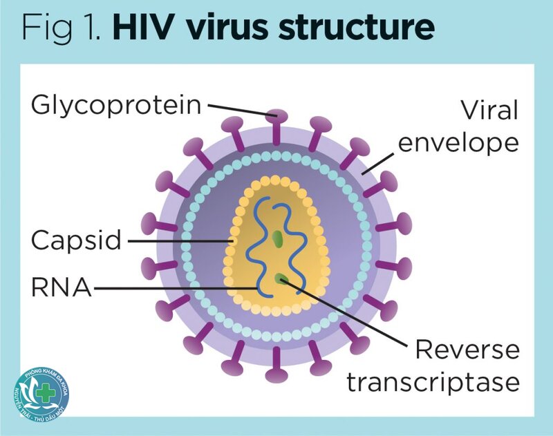 HIV - HIV lây qua đường nào? HIV - HIV lây qua đường nào?
