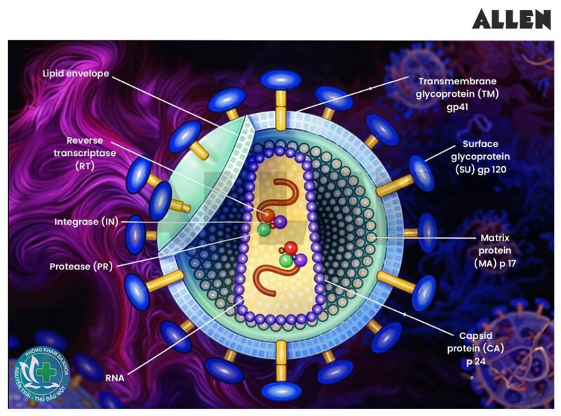 HIV - Điều trị HIV như thế nào? HIV - Điều trị HIV như thế nào?