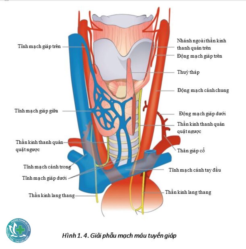 Tuyến giáp - Suy giáp Tuyến giáp - Suy giáp