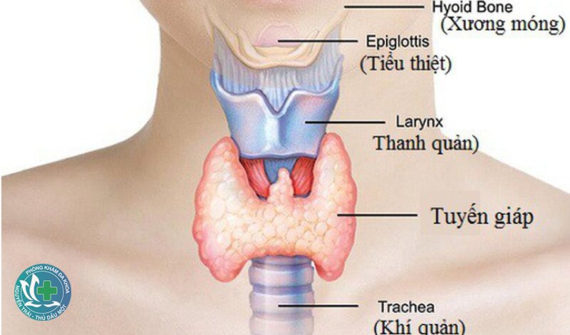 Tuyến giáp - Viêm tuyến giáp Tuyến giáp - Viêm tuyến giáp