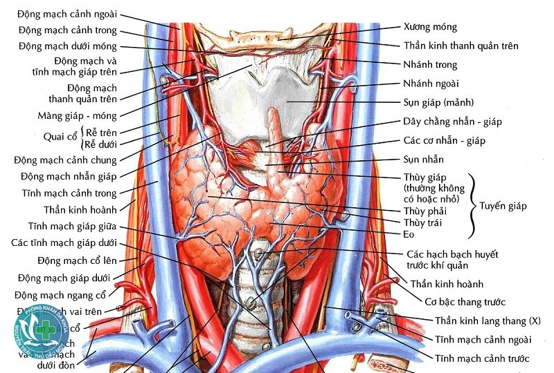 U tuyến giáp - Dấu hiệu thường gặp